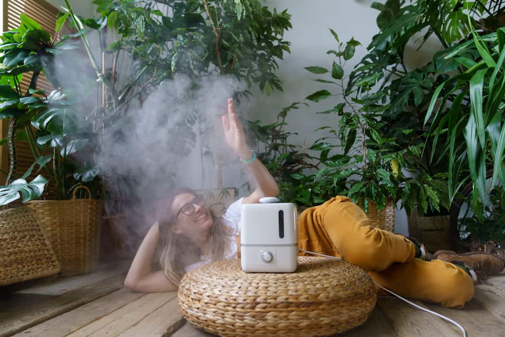 ¿Con qué frecuencia debo utilizar un humidificador en mis plantas?
