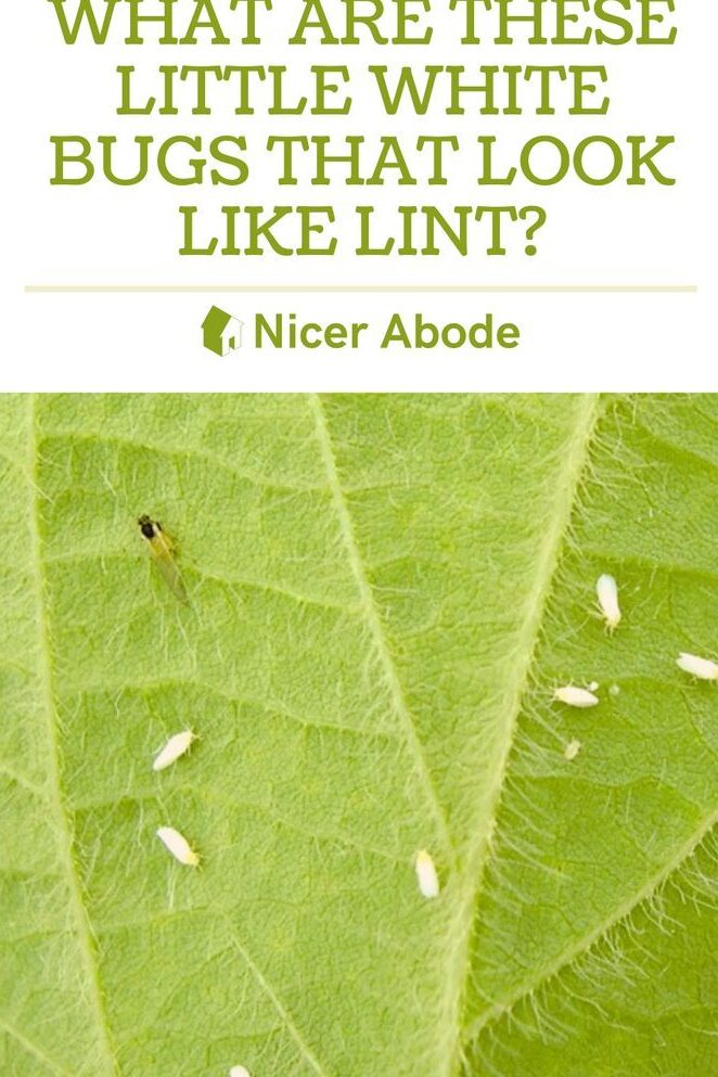 ¿Qué son estos pequeños insectos blancos que parecen pelusas?