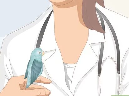 3 formas de cuidar a un pájaro enfermo en casa - wikiHow
