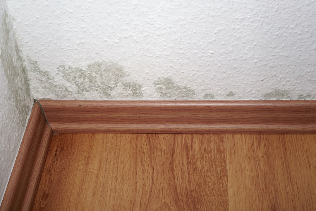 Cómo eliminar la humedad en tu casa - Dengarden