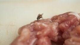 Insectos en el sótano: cómo deshacerse de las plagas en el sótano