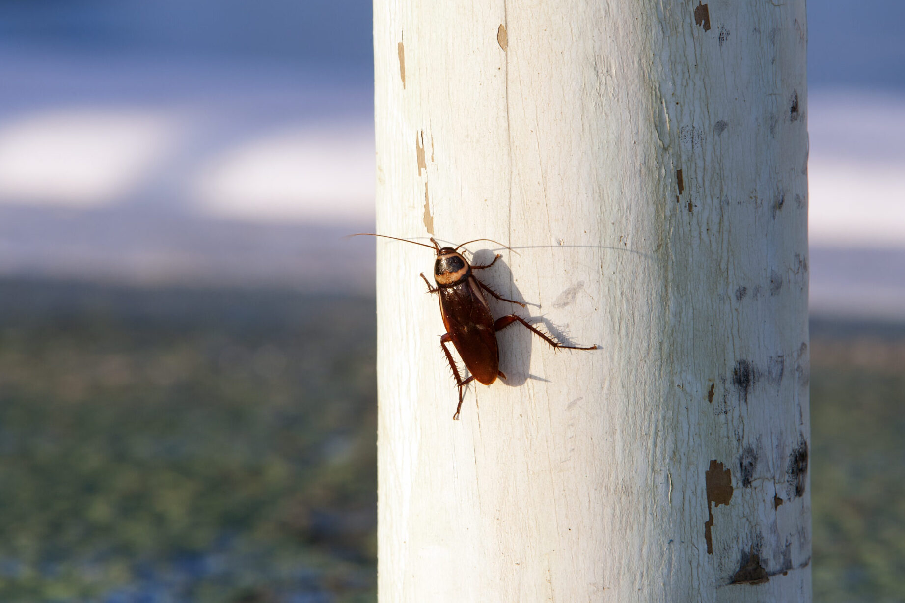 Todo lo que necesita saber sobre los insectos Palmetto (2024) |
