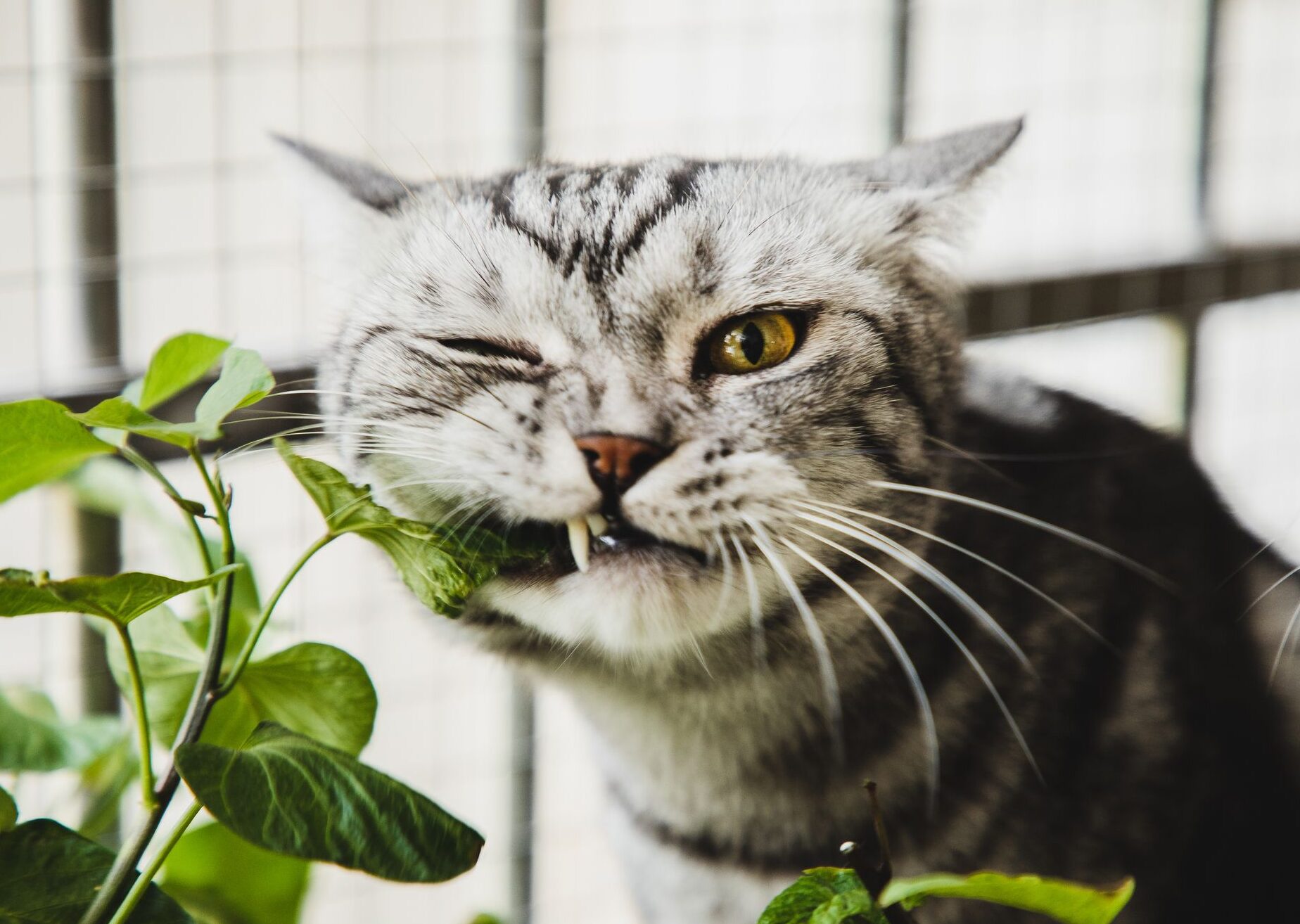 15 plantas seguras para los gatos - Imágenes de plantas de interior seguras para gatos